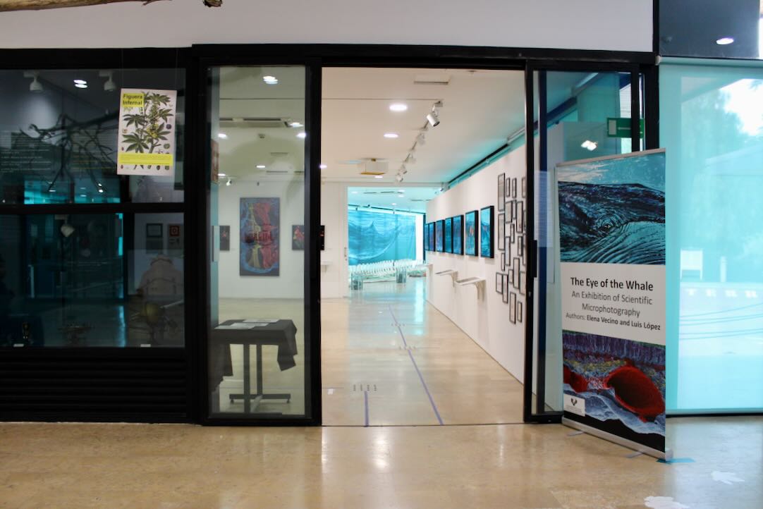 Acceso a las Salas de Exposiciones Temporales